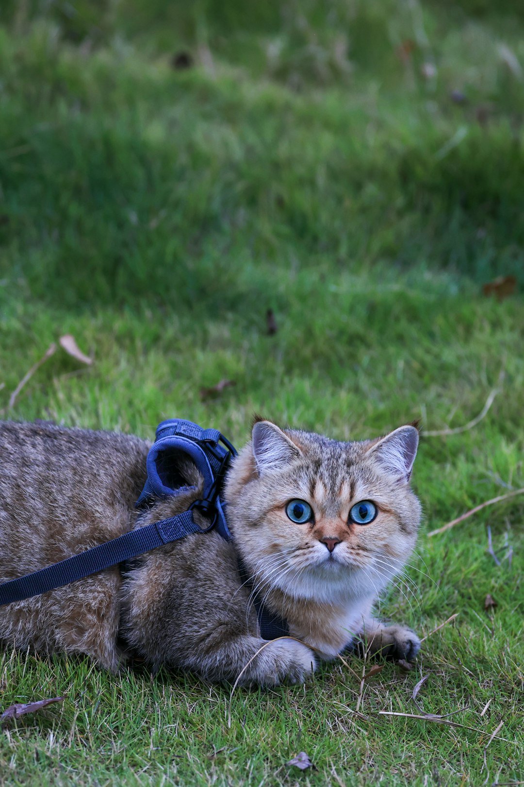 home-img a-cat-wearing-a-blue-harness-lies-on-grass-t6mkxidr7qq