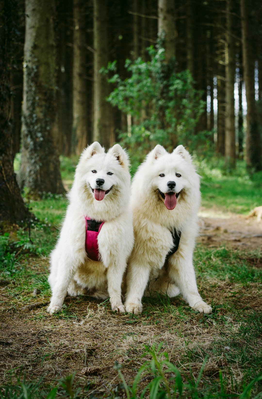Sky and Odin the Samoyeds