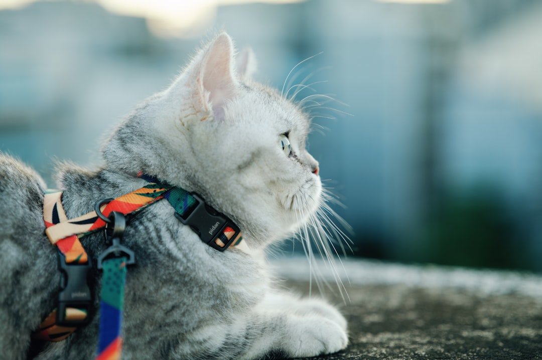 a-silver-tabby-cat-wearing-a-colorful-harness-outdoors-ze6krot7sei
