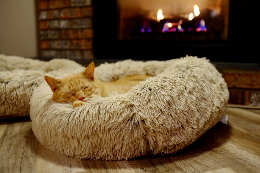 gallery-04 Orange cat sleeping in front of a fireplace