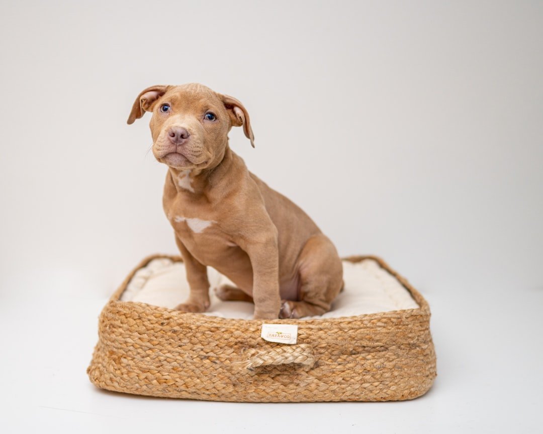 our-story brown-short-coated-puppy-on-brown-wicker-basket-tqgbnuppewa