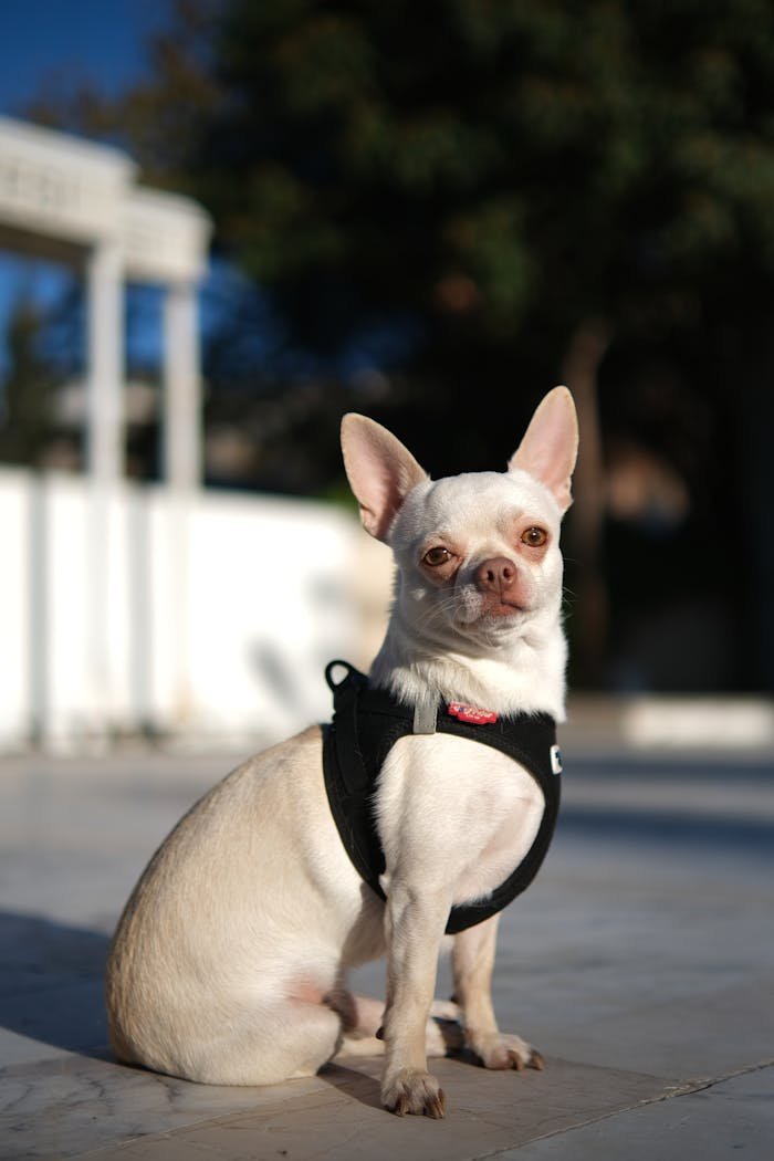 Adorable Chihuahua dog wearing a harness sitting outdoors with a curious expression.