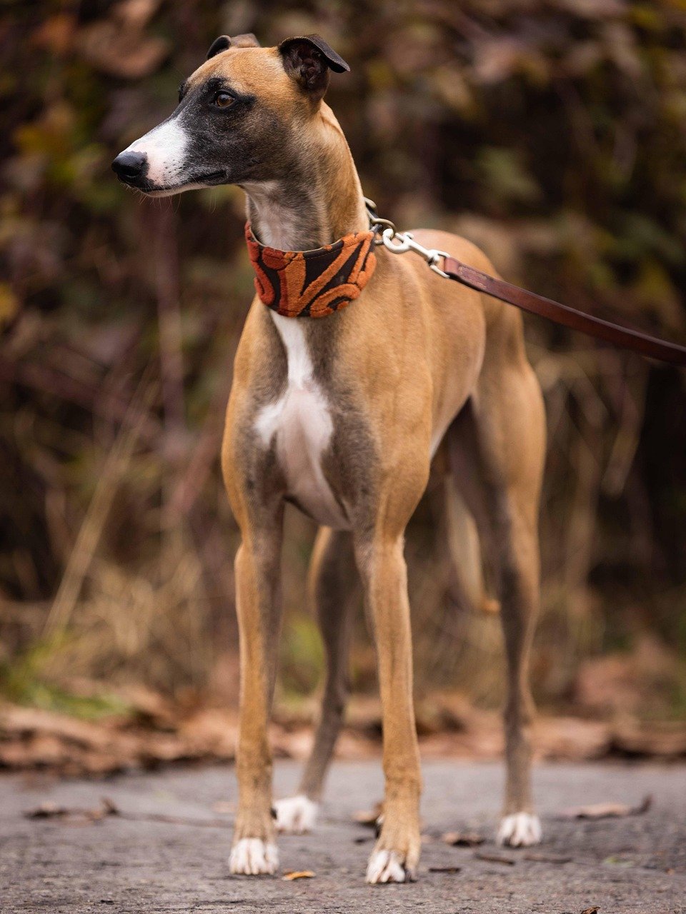 about-img-01 greyhound, dog, pet, canine, nature, leash, animal, fur, snout, domestic animal, mammal, dog portrait, animal world