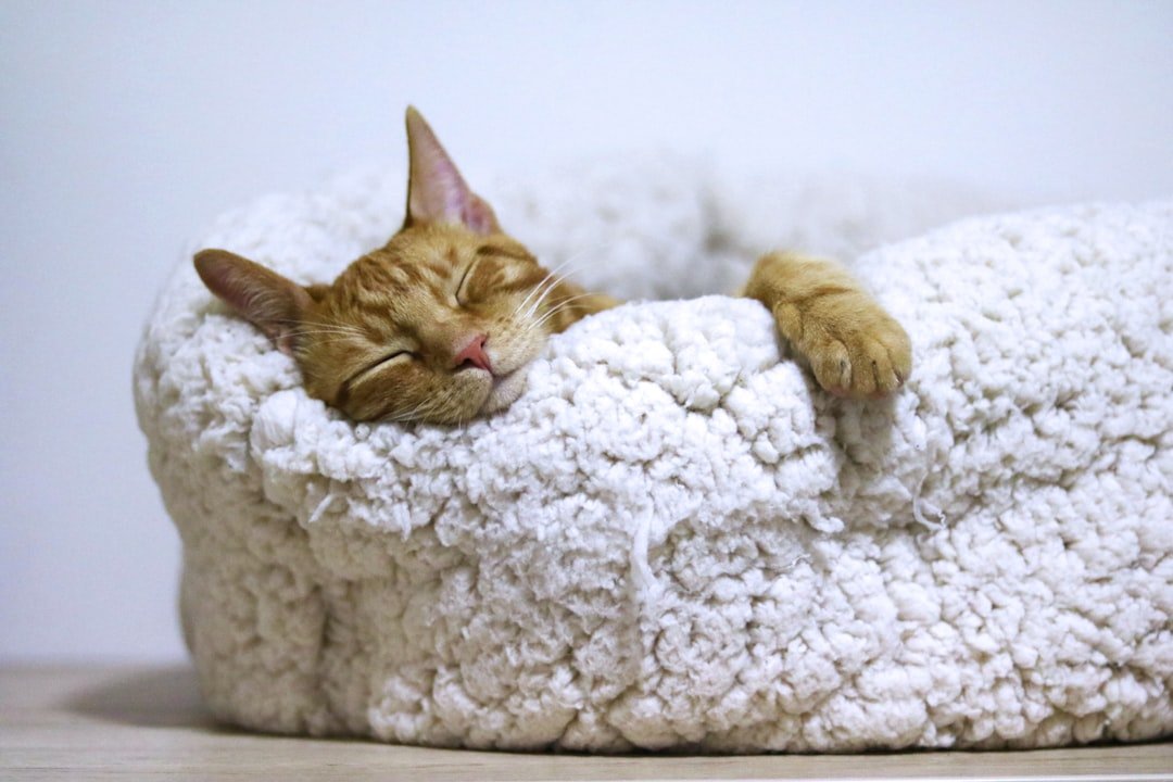 gallery-01 orange-tabby-cat-sleeping-on-white-pet-bed-a7nk49hcqsi