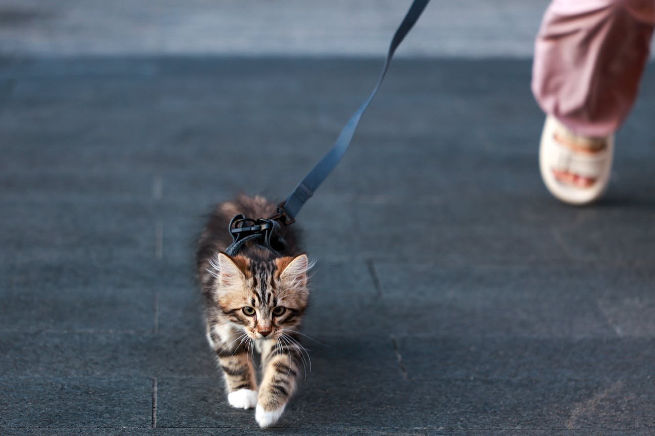 Adorable kitten walking on a leash with human companion outdoors.