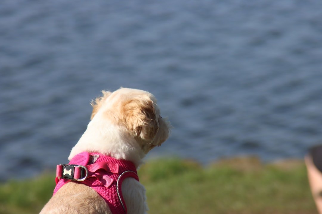 small-dog-in-pink-harness-looks-at-water-rdd6p7mksvy